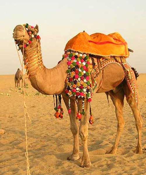 Camel Safari Tour of Rajasthan