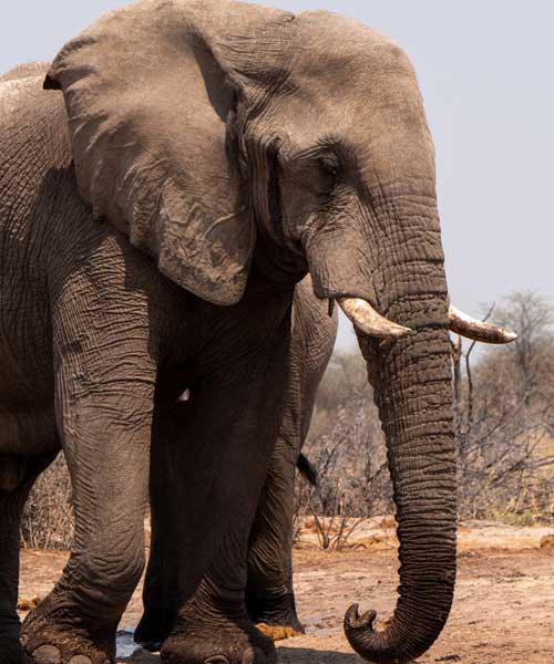 From Agra: Taj Mahal with Elephant Conservation Tour - Wildlife SOS
