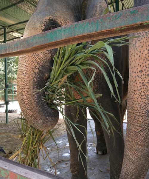 Taj Mahal Tour with Elephant Conservation