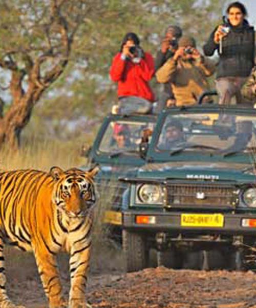 3 Days Ranthambore Tour Wildlife SOS