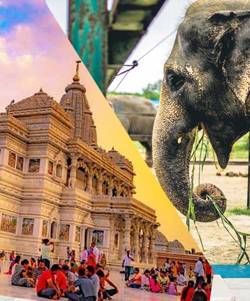 1-day trip Mathura with Elephant conservation Tour