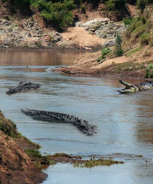 Golden Triangle Tour With Chambal Safari