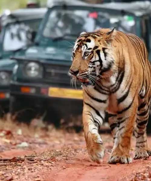 Golden Triangle Tour with Ranthambore